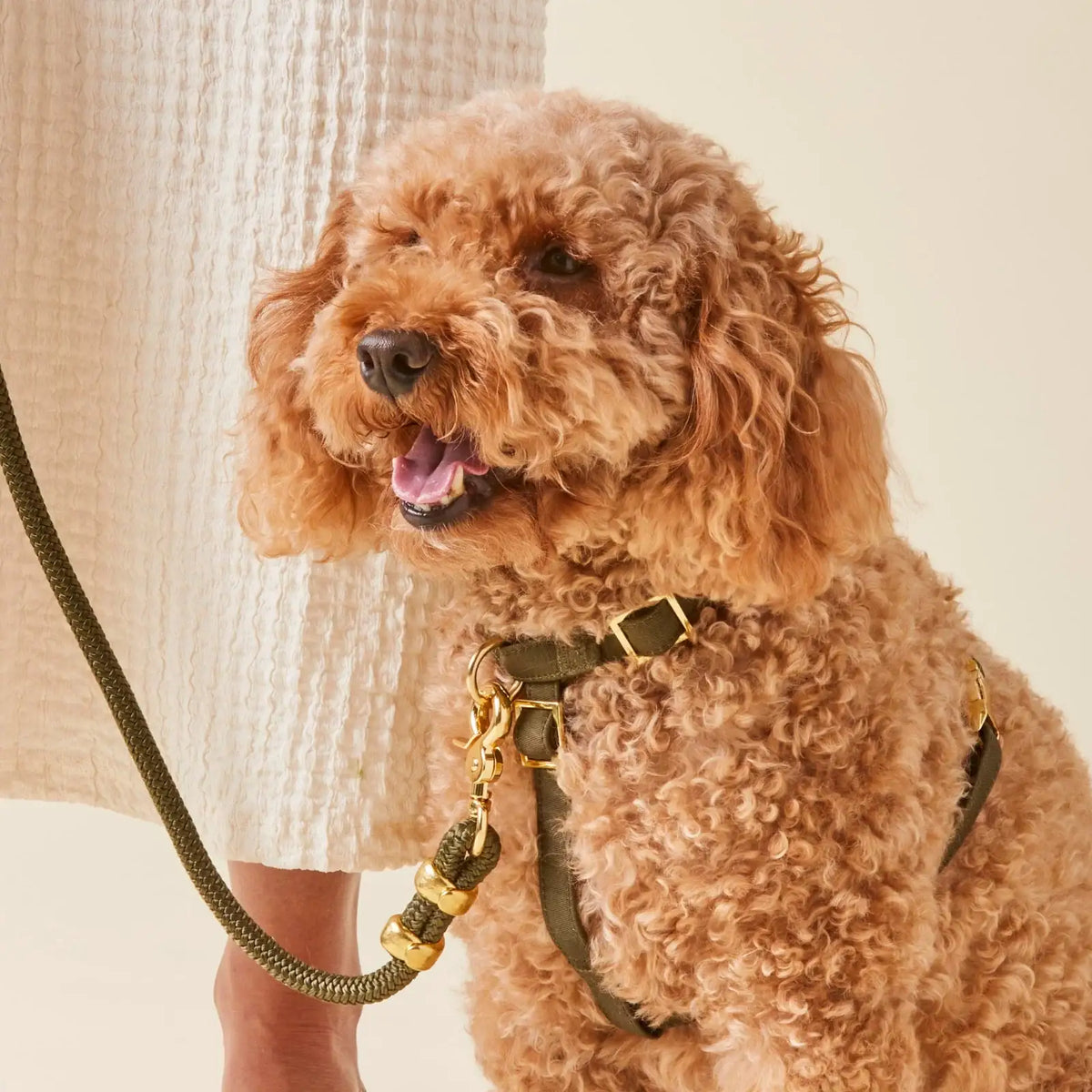 5-Foot Marine Rope Dog Leash