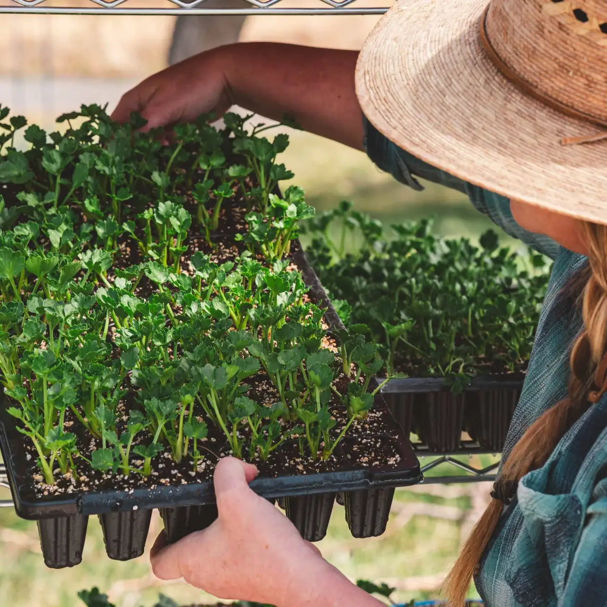 72-Cell Seed Starting Trays with Extra-Strength Recycled Plastic and Bottom-Watering Drainage Design