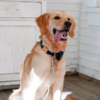 Adjustable Cotton Dog Collar in Teal, Navy and Orange Tartan with a Gold-Tone Metal Buckle for Daily Walks