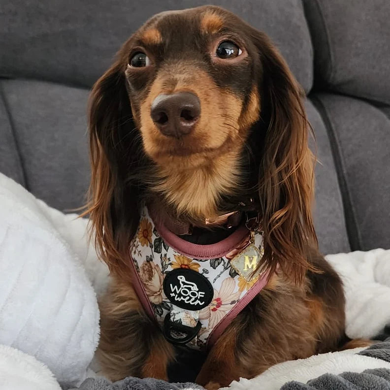 Adjustable Dog Harness