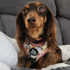 Adjustable Dog Harness
