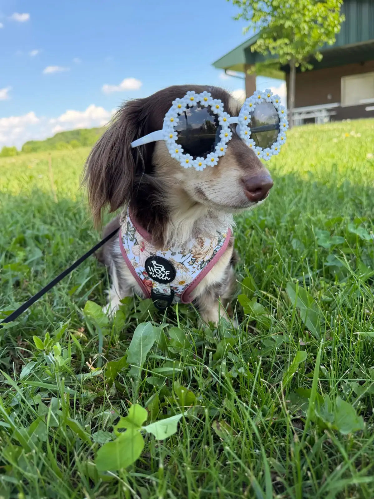 Adjustable Dog Harness