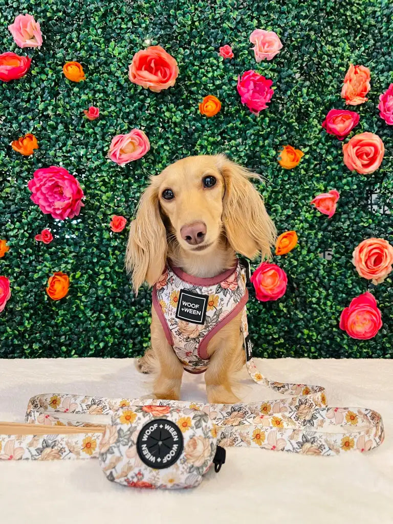 Adjustable Dog Harness