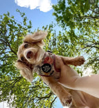 Adjustable Dog Harness