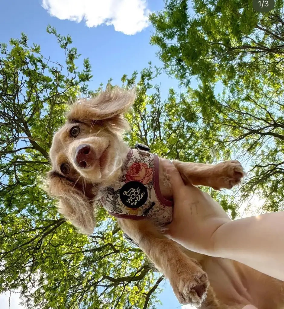 Adjustable Dog Harness
