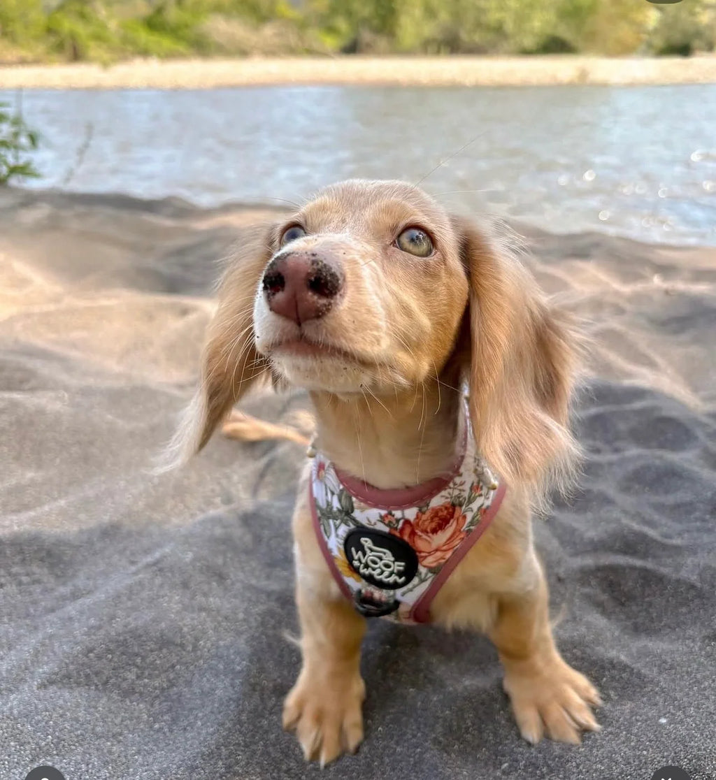 Adjustable Dog Harness