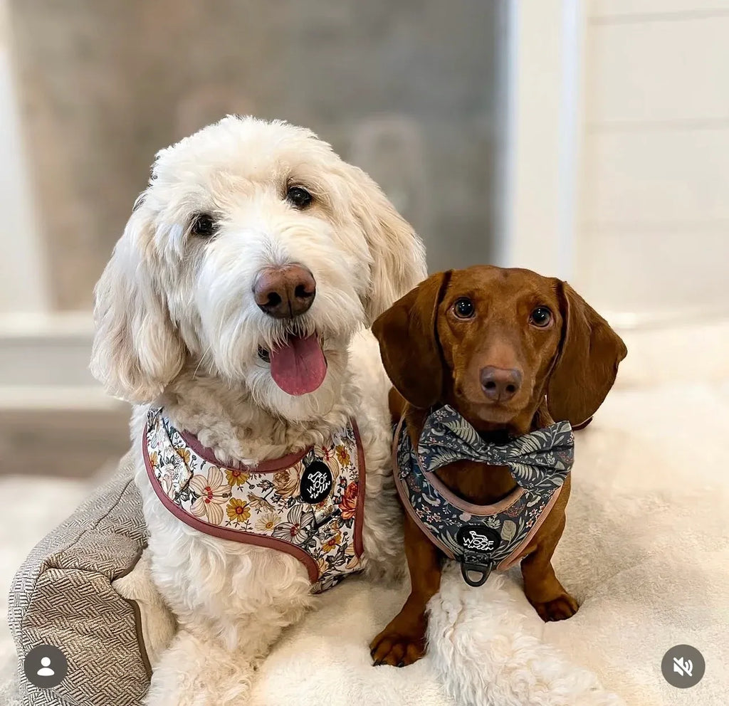 Adjustable Dog Harness