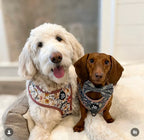 Adjustable Dog Harness