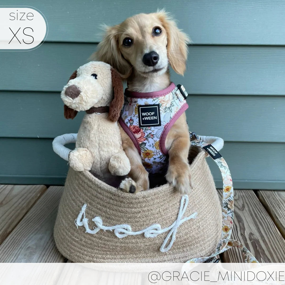 Adjustable Dog Harness