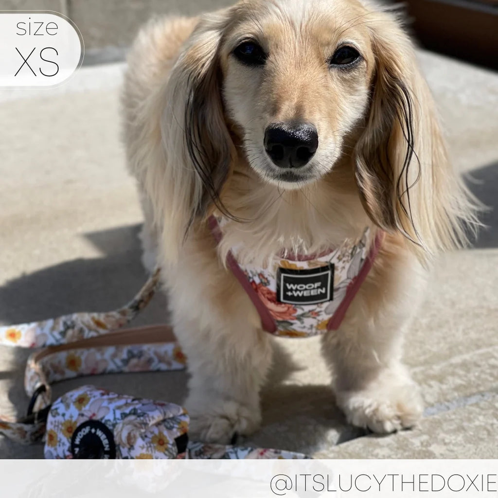Adjustable Dog Harness