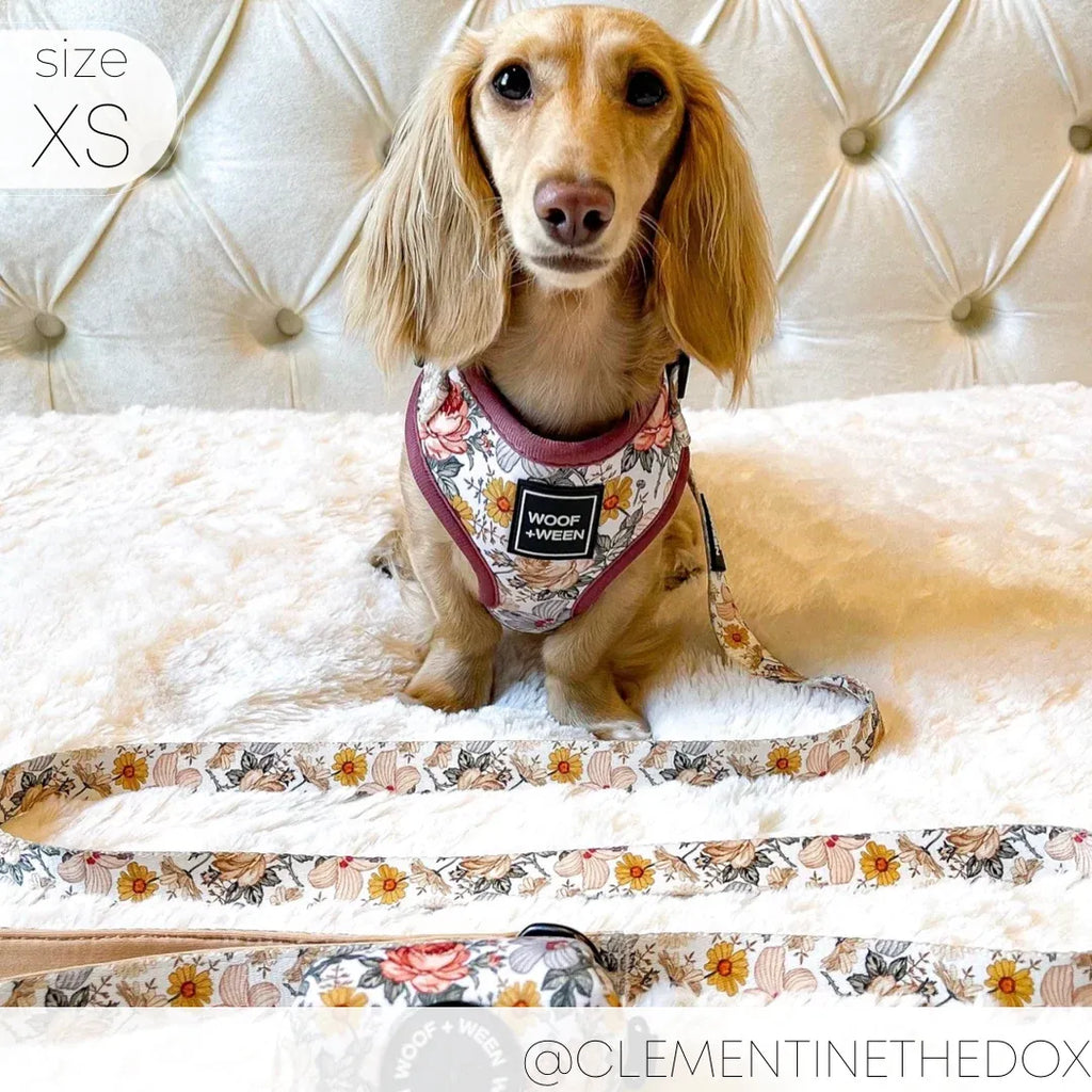 Adjustable Dog Harness