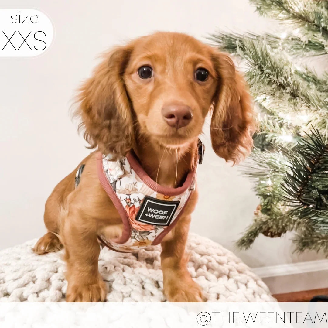 Adjustable Dog Harness