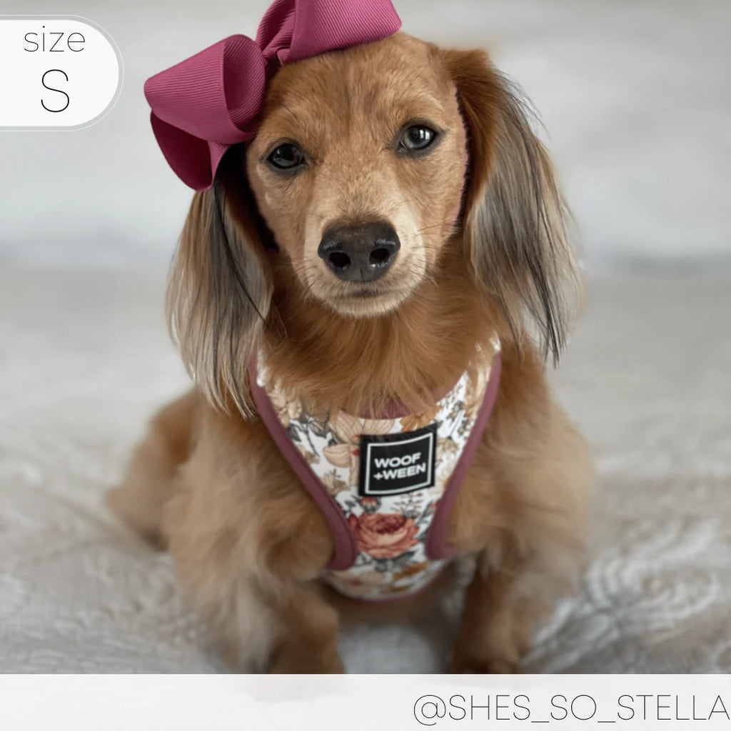 Adjustable Dog Harness
