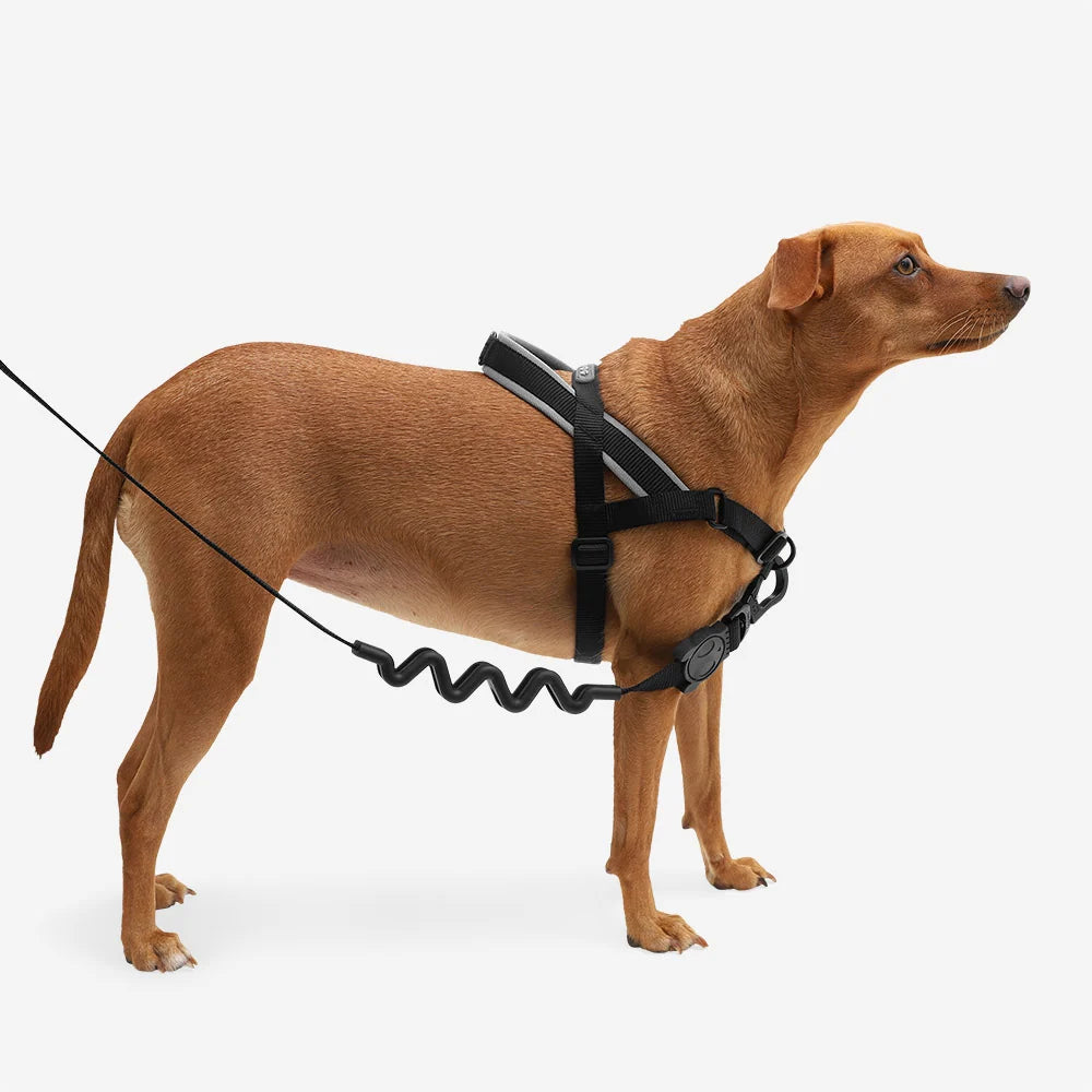 Adjustable No-Pull Dog Harness