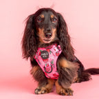 Adjustable No-Pull Dog Harness with Front and Back D-Rings, Reflective Trim and Training Handle