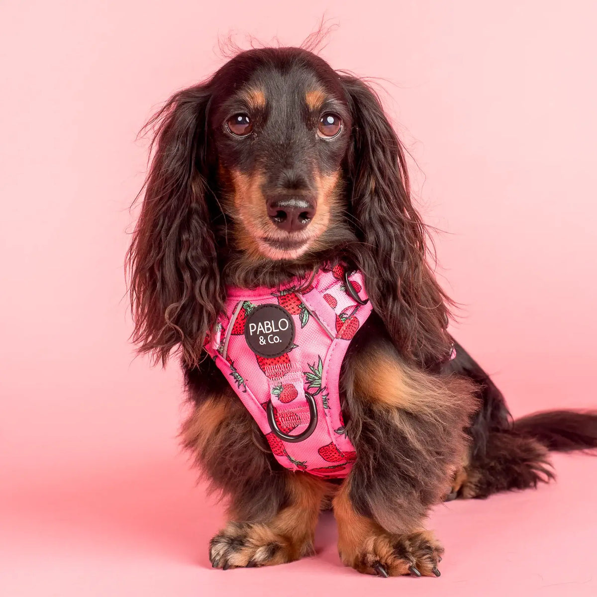 Adjustable No-Pull Dog Harness with Front and Back D-Rings, Reflective Trim and Training Handle