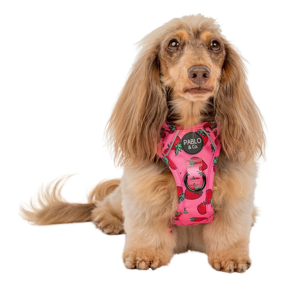 Adjustable No-Pull Dog Harness with Front and Back D-Rings, Reflective Trim and Training Handle
