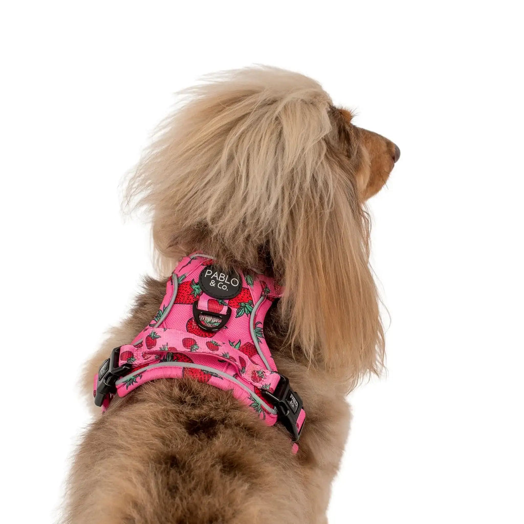 Adjustable No-Pull Dog Harness with Front and Back D-Rings, Reflective Trim and Training Handle