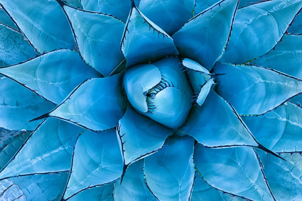 Agave Inulin Powder