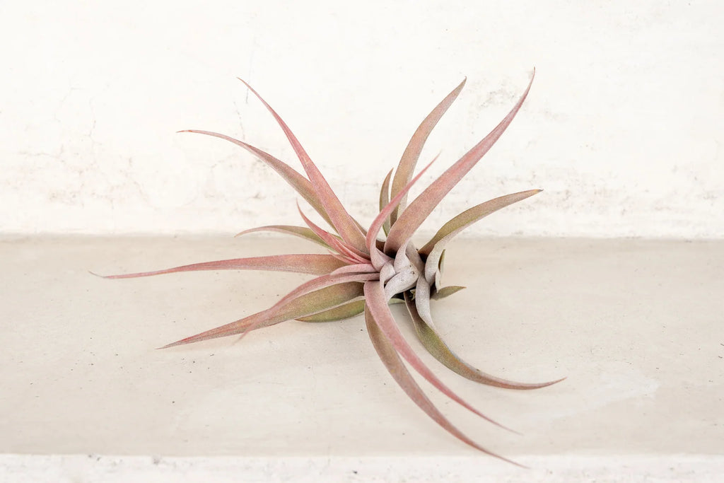Air Plant Grab Bag of Medium and Large Tillandsia
