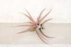 Air Plant Grab Bag of Medium and Large Tillandsia