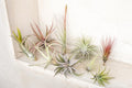 Air Plant Grab Bag of Medium and Large Tillandsia