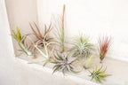 Air Plant Grab Bag of Medium and Large Tillandsia