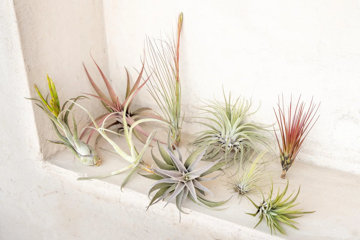 Air Plant Grab Bag of Medium and Large Tillandsia
