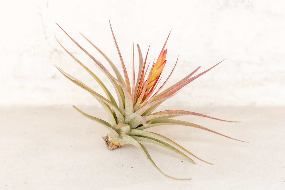 Air Plant Grab Bag of Medium and Large Tillandsia