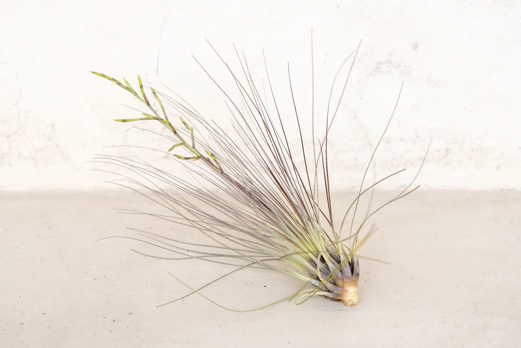 Air Plant Grab Bag of Medium and Large Tillandsia