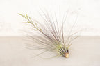 Air Plant Grab Bag of Medium and Large Tillandsia