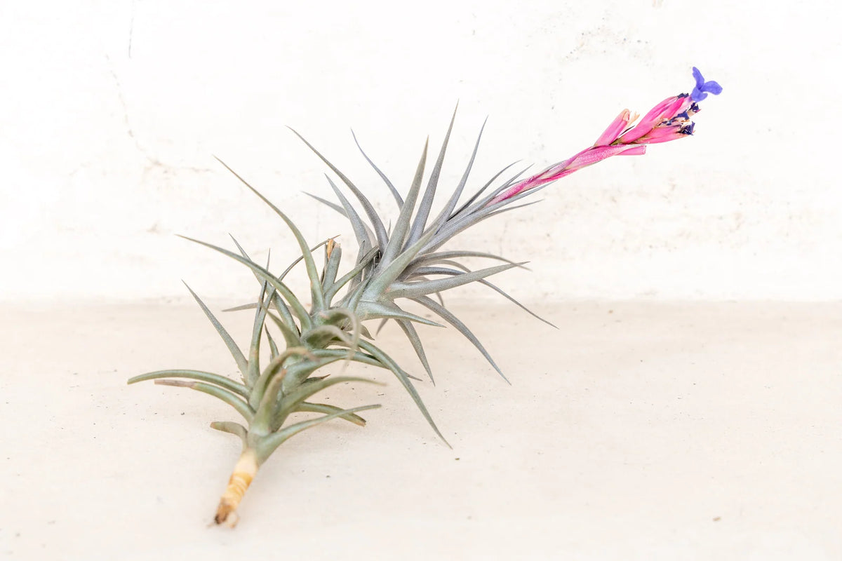 Air Plant Grab Bag of Medium and Large Tillandsia