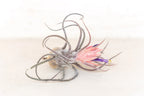 Air Plant Grab Bag of Medium and Large Tillandsia
