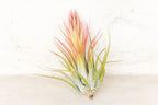 Air Plant Grab Bag of Medium and Large Tillandsia