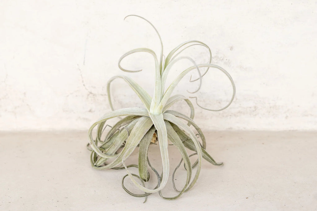 Air Plant Grab Bag of Medium and Large Tillandsia
