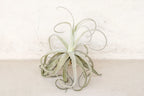 Air Plant Grab Bag of Medium and Large Tillandsia