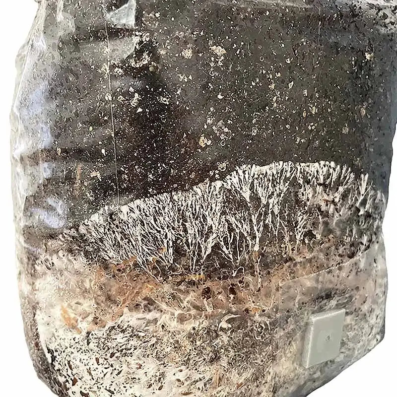 All-in-One Mushroom Grow Bag
