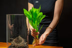 Amazon Sword Aquarium Plant Mother Pot