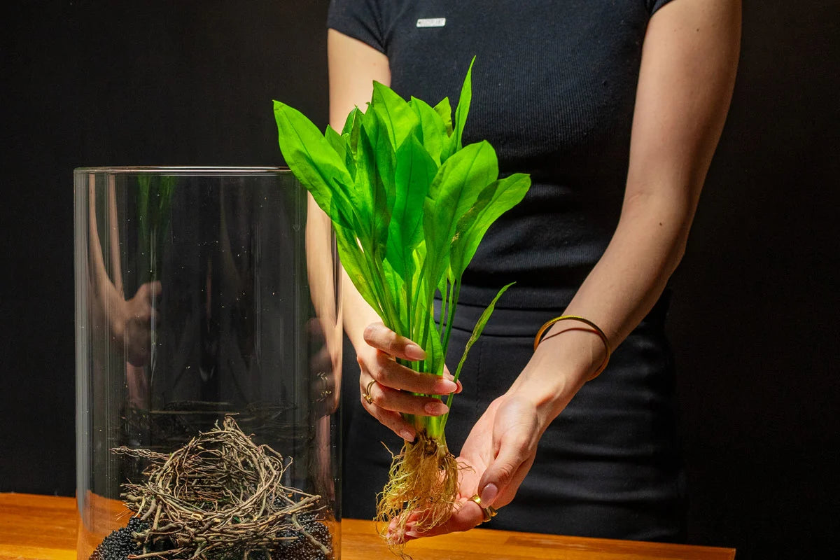 Amazon Sword Aquarium Plant Mother Pot