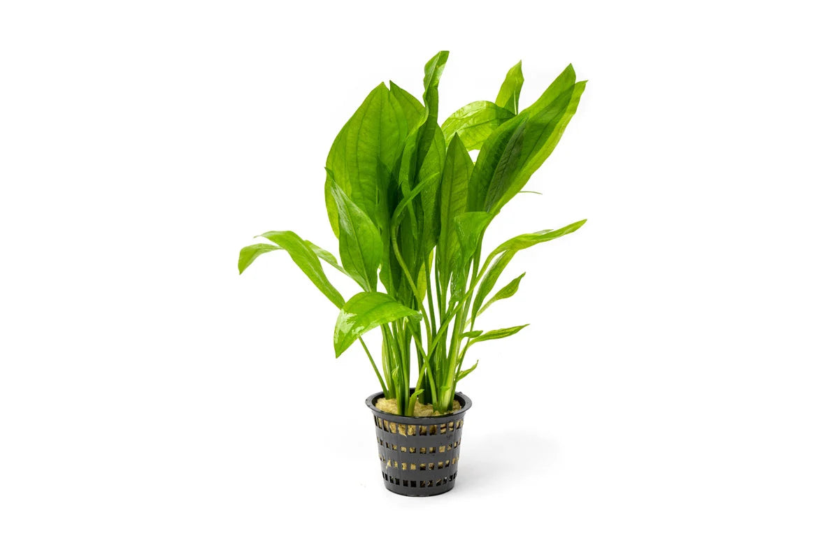 Amazon Sword Aquarium Plant Mother Pot
