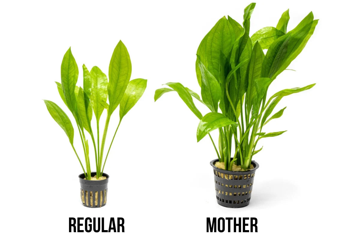Amazon Sword Aquarium Plant Mother Pot