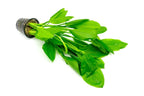 Amazon Sword Aquarium Plant Mother Pot