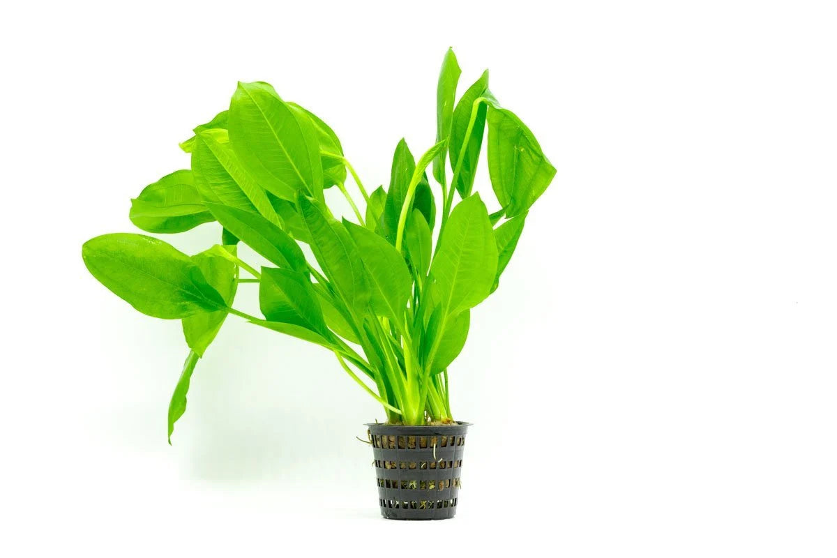 Amazon Sword Aquarium Plant Mother Pot
