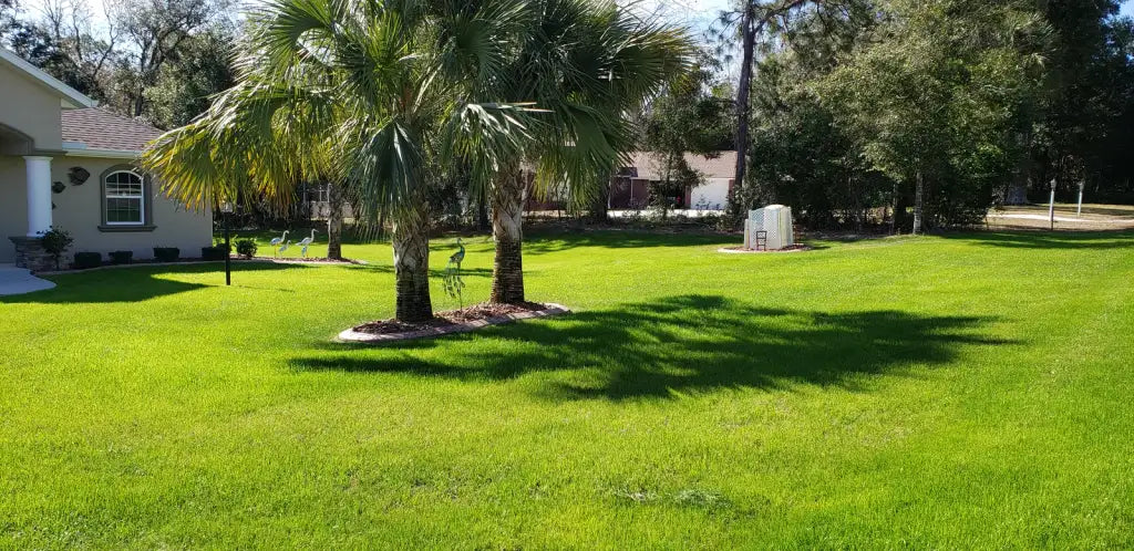 Annual Ryegrass Seed