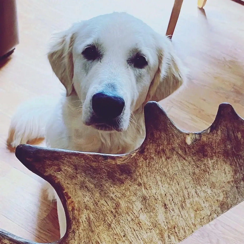 Antlers