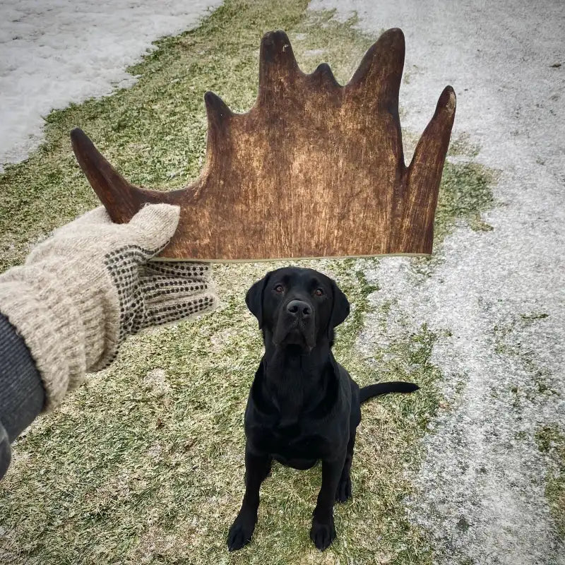 Antlers