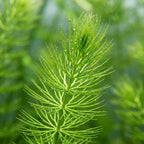 Aquarium Plants