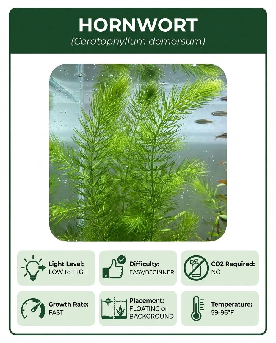 Aquarium Plants