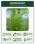 Aquarium Plants
