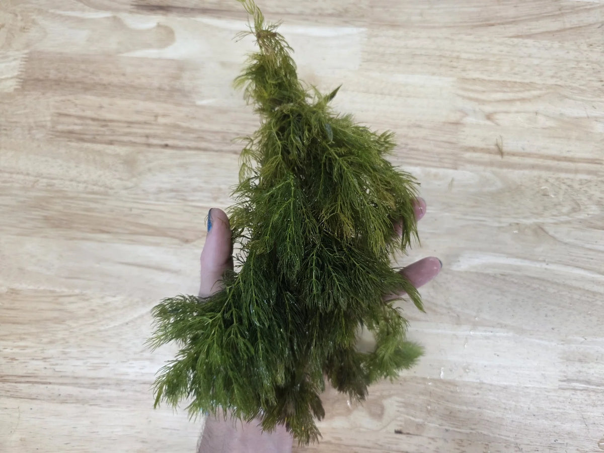 Aquarium Plants